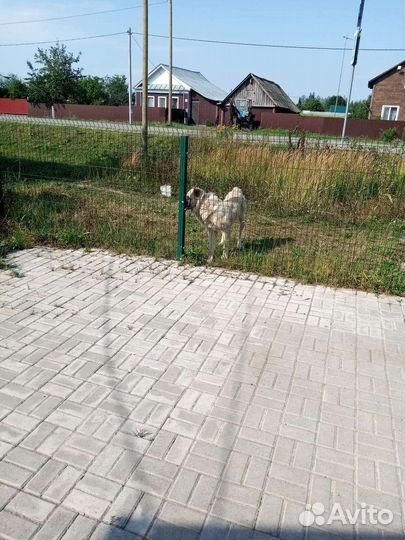 Алабай