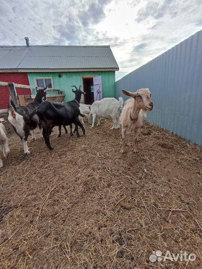 Продам коз зааненской и алпийской породы
