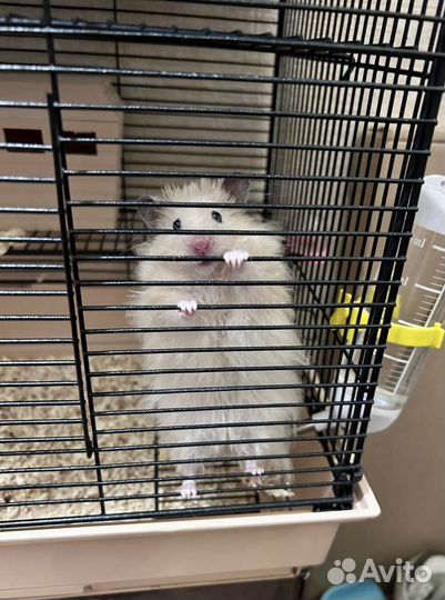 Сирийский хомяк с большой клеткой