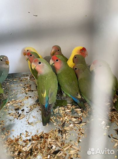 Попугай и аксесуары