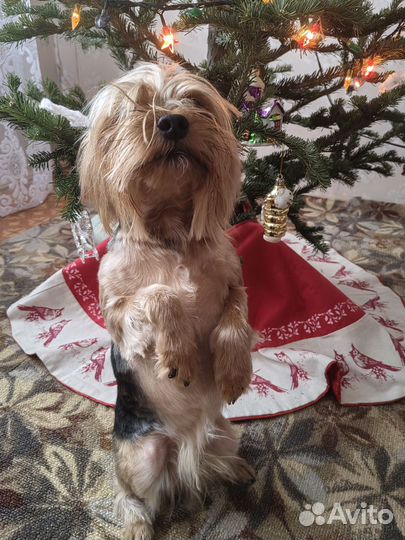 Йоркширский терьер