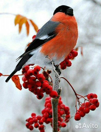 Рябина, малина