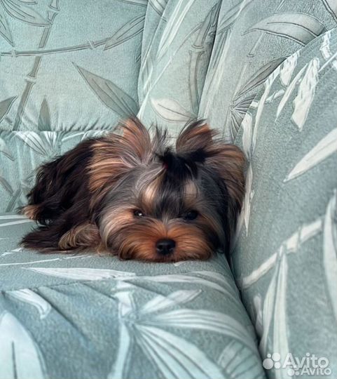 Йоркширский терьер девочка