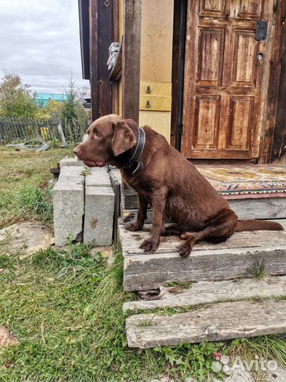 Кобель лабрадора вязка