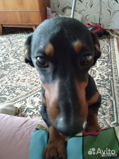 Щенки таксы не чистокровные