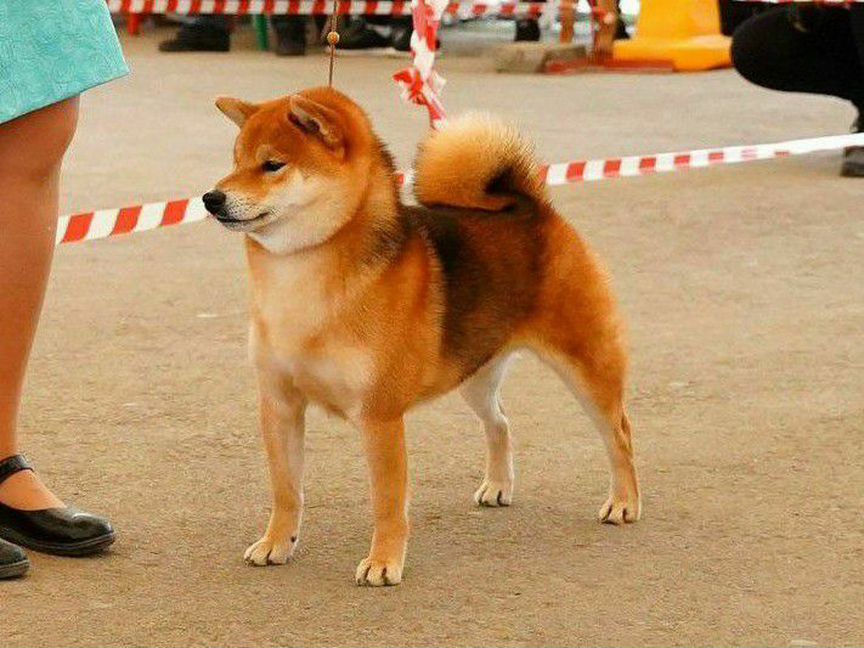 Породный кобель сиба чемпион вязка