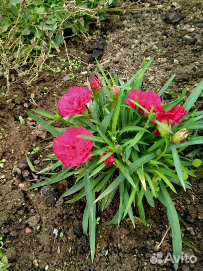 Гвоздика ампельная