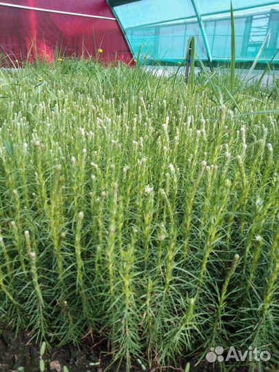 Сеянцы ели европейской зкс от производителя