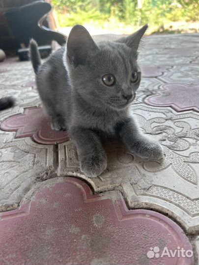 Британские котята