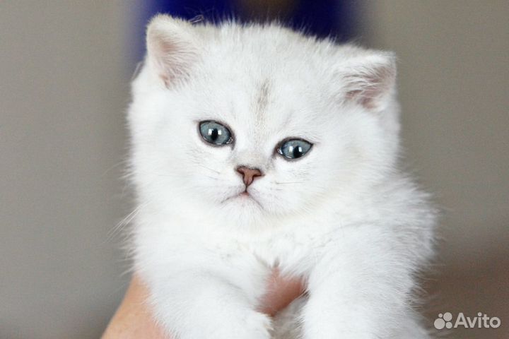 Серебристые шиншиллы,котята