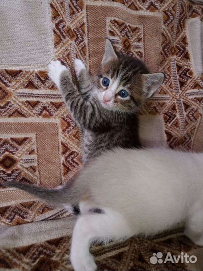 Котята мальчики