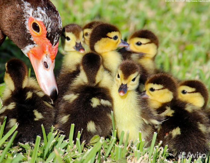 Домашние птицы