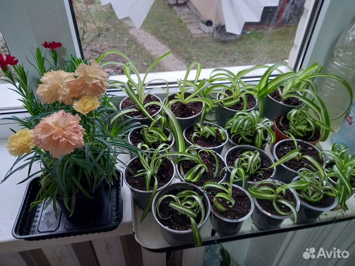 Хлорофитум