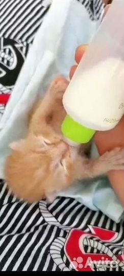 Кису-мамку со склада увезли в поля,ищу домРыжикам