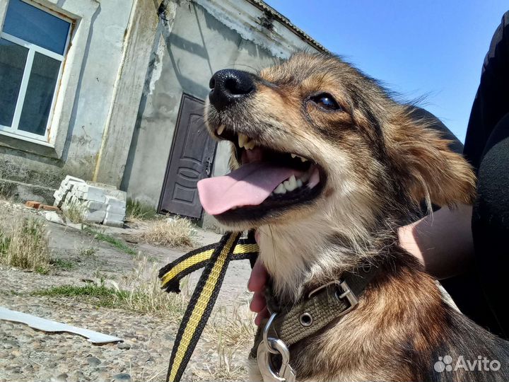 Собака в добрые руки