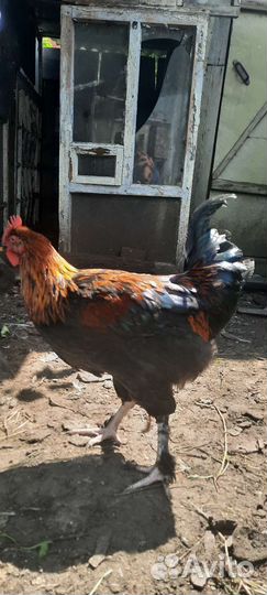 Петухи и индоутки