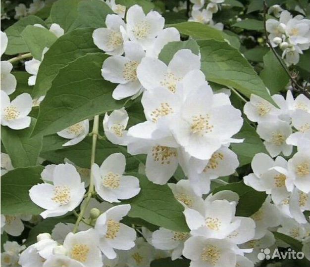 Жасмин (чубушник)