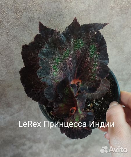 Бегония декоративно лиственная