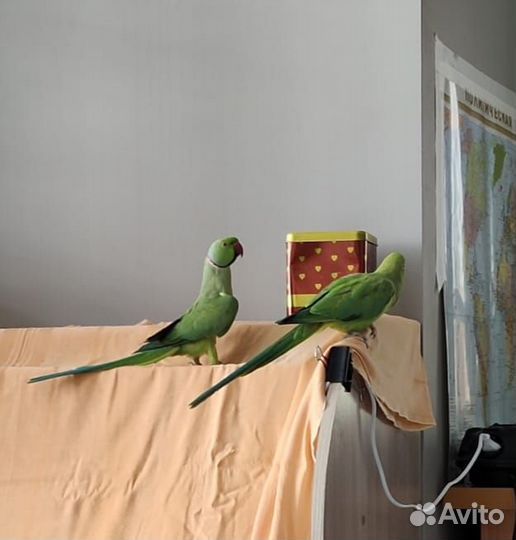 Ожереловый попугай