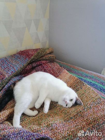 Кошка в дар