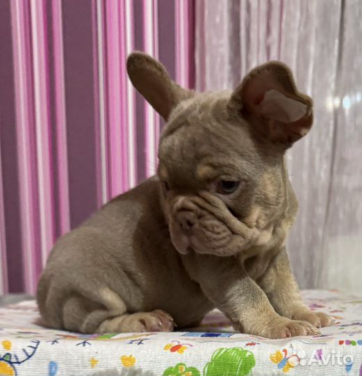 Французский бульдог изабелла мальчик