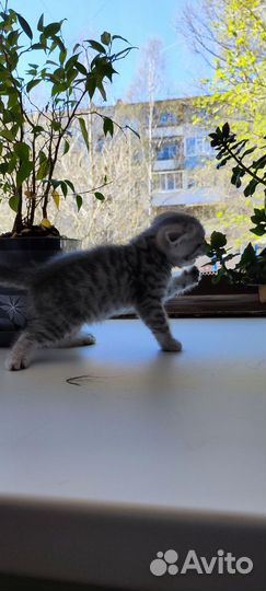 Шотландская кошка