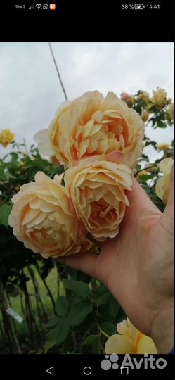 Роза на штамбе