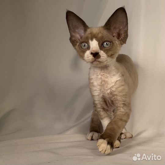 Котята девон рекс