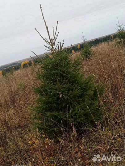 Новогодняя ёлка