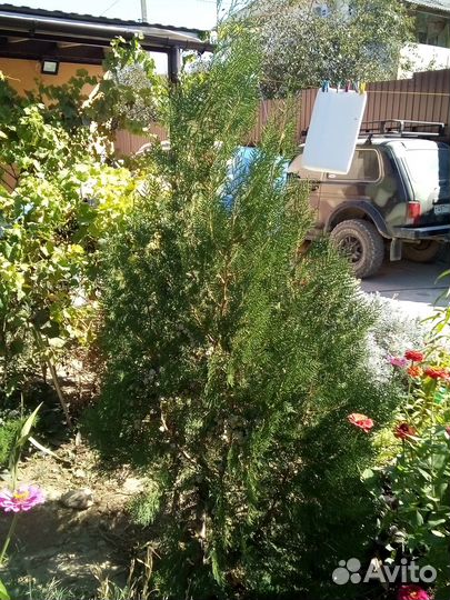 Саженцы туи и живучки ползучей