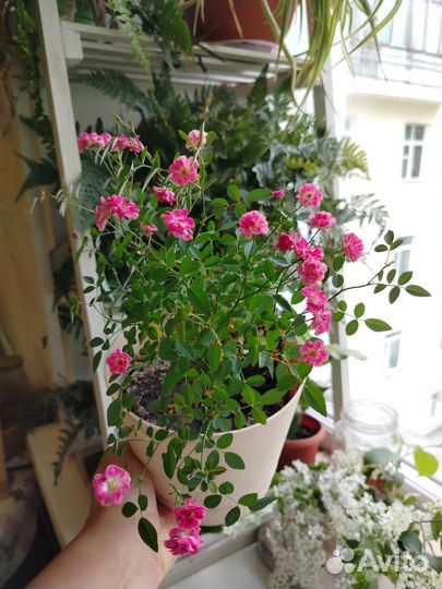 Роза Lilly Rose Wonder