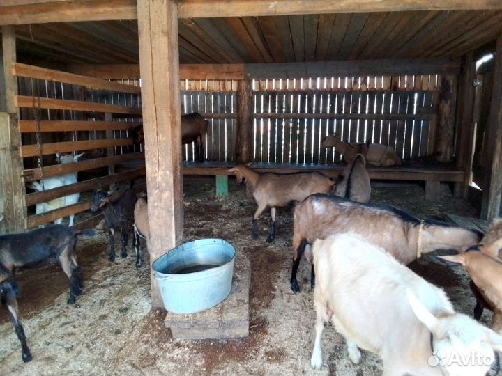 Козы Чехи Дойные