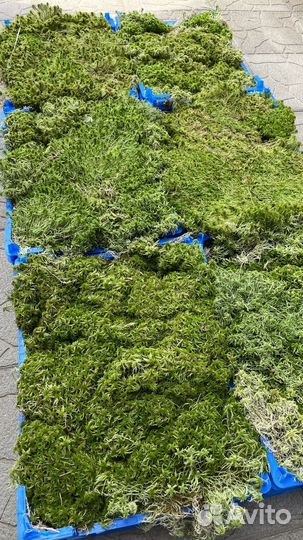 Мох, сфагнум свежий зеленый сразу из леса