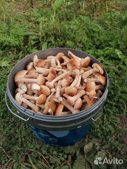 Грибы опята свежие