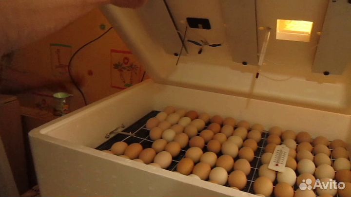 Инкубатор 
