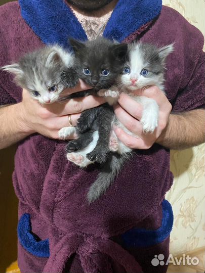 Обычные котята