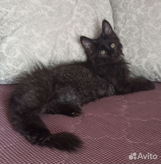 Черный котенок мейн кун