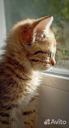 Чудо - котята