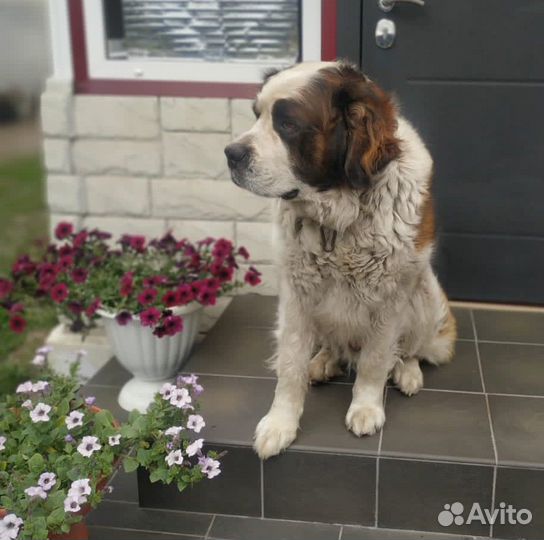 Кобель Московская сторожевая для вязки