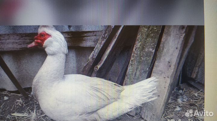 Селезень и индоутки на племя