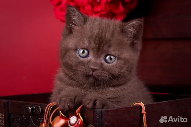 Котятки- Шоколадки Британки Модно) объявление продам