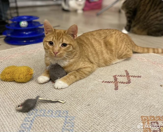 Рыжий котенок ищет дом