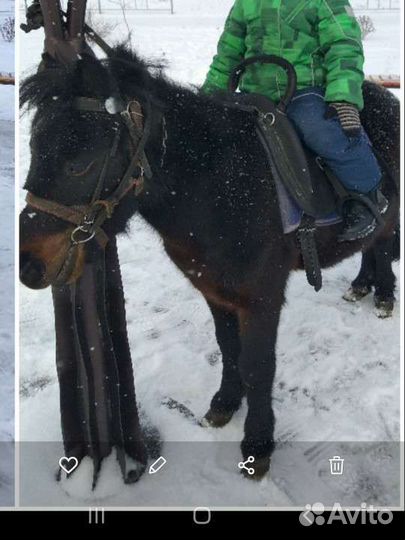 Продам пони, мерин, 6лет