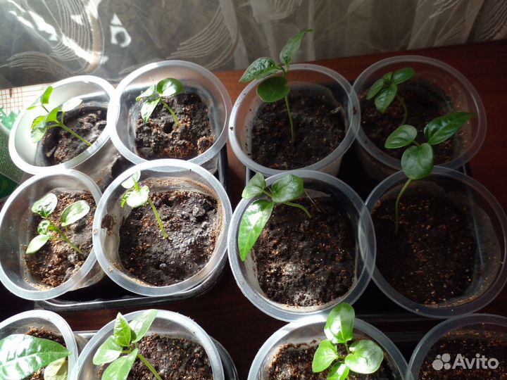 Маракуйя саженцы