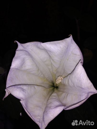 Дурман индийский (датура)семена