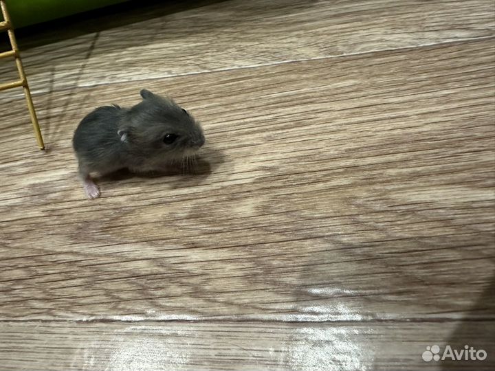 Малыш хомяк джунгарик