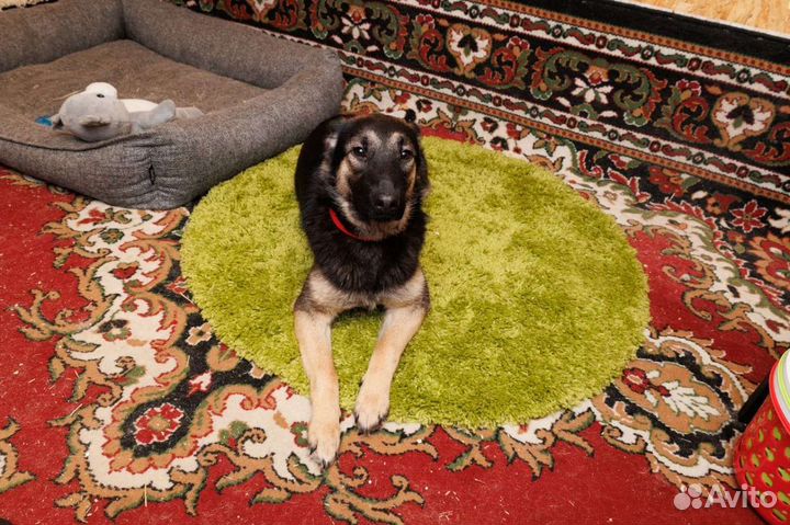 Овчарка маленькая красавица ищет дом