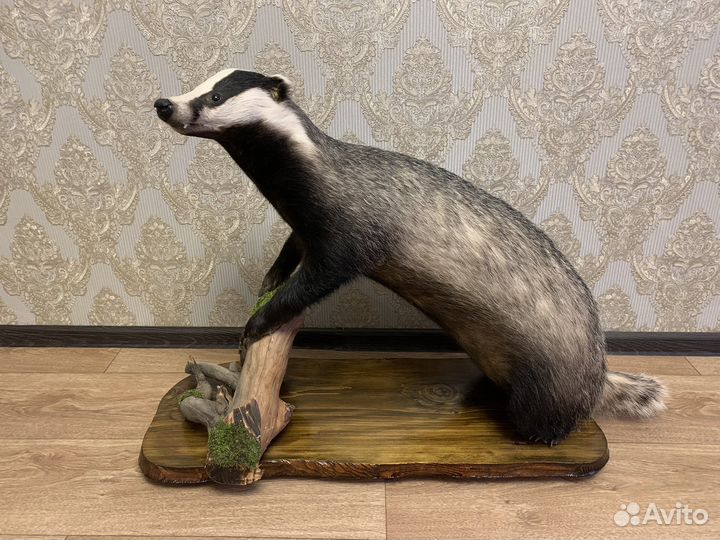 Чучело Барсука