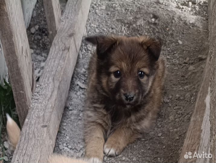 Щенки бесплатно