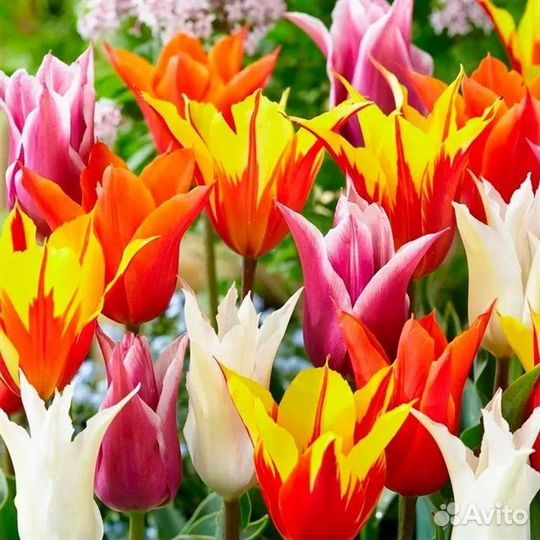 Тюльпаны 8 штук луковицы лилиецветные смесь